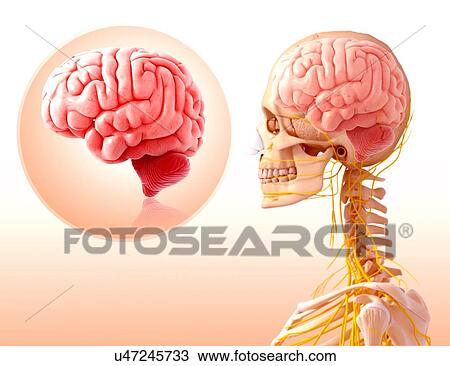 Human brain anatomy, artwork View Large Illustration Drawing - Human brain anatomy, artwork. Fotosearch