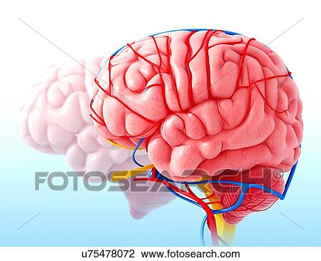 Human brain anatomy, artwork View Large Illustration Drawing - Human brain anatomy, artwork. Fotosearch