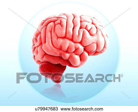 Drawing - Human brain anatomy, artwork. Fotosearch