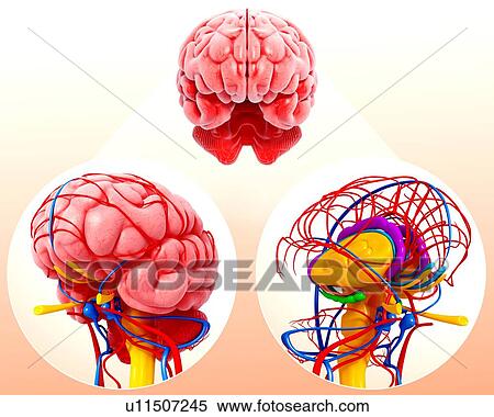 Stock Illustration - Human brain anatomy, artwork. Fotosearch