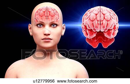 Stock Illustration - Human brain anatomy, artwork. Fotosearch