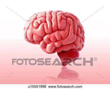 Stock Illustration - Human brain anatomy, artwork. Fotosearch