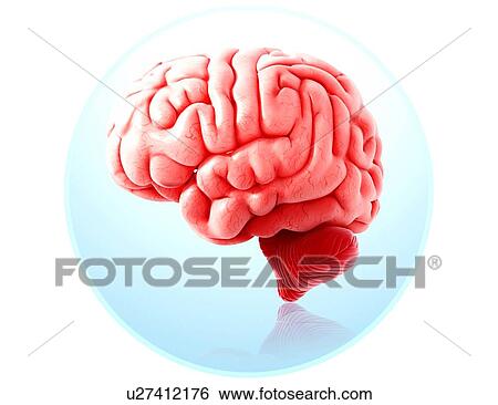 Human brain anatomy, artwork View Large Illustration Stock Illustration - Human brain anatomy, artwork. Fotosearch