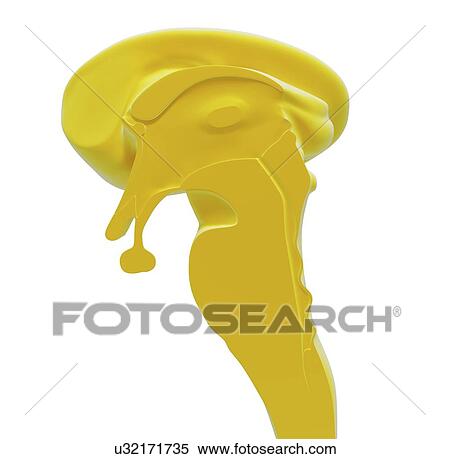 Stock Illustration - Human brain anatomy, artwork. Fotosearch