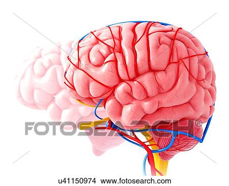 Human brain anatomy, artwork View Large Illustration Stock Illustration - Human brain anatomy, artwork. Fotosearch