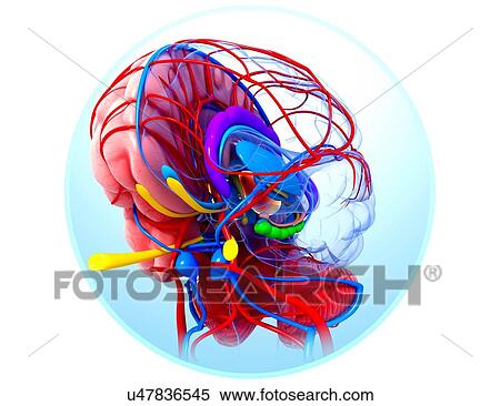 Stock Illustration - Human brain anatomy, artwork. Fotosearch