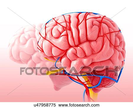 Stock Illustration - Human brain anatomy, artwork. Fotosearch