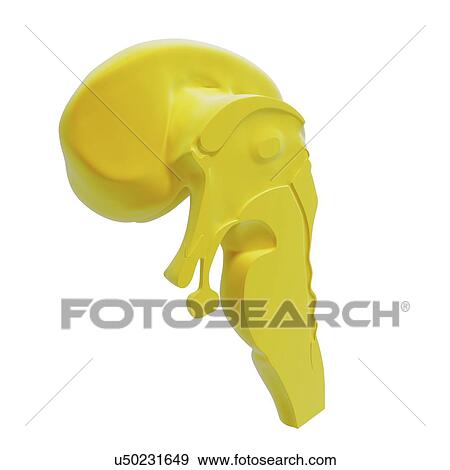 Stock Illustration - Human brain anatomy, artwork. Fotosearch
