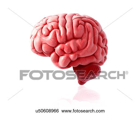 Stock Illustration - Human brain anatomy, artwork. Fotosearch