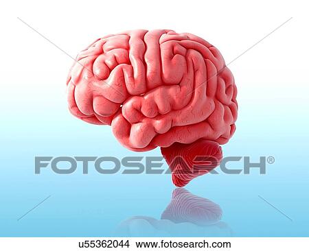 Stock Illustration - Human brain anatomy, artwork. Fotosearch