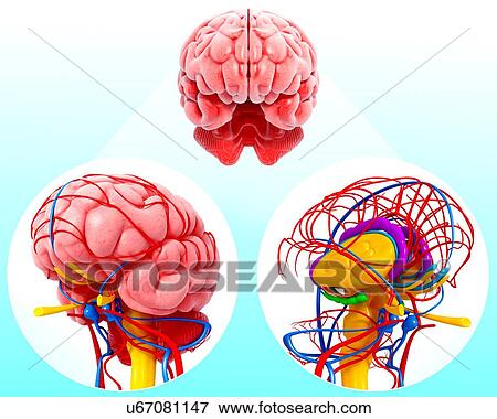Stock Illustration - Human brain anatomy, artwork. Fotosearch