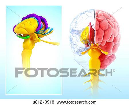Human brain anatomy, artwork View Large Illustration Stock Illustration - Human brain anatomy, artwork. Fotosearch