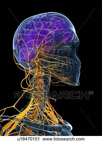 Human brain and nervous system, artwork View Large Illustration Clip Art - Human brain and nervous system, artwork. Fotosearch