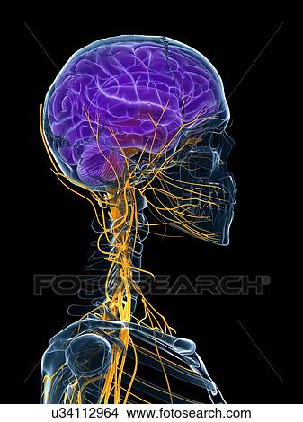Human brain and nervous system, artwork View Large Illustration Stock Illustration - Human brain and nervous system, artwork. Fotosearch
