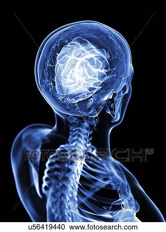 Human brain, artwork View Large Illustration Clipart - Human brain, artwork. Fotosearch