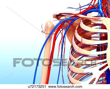 Human cardiovascular system, artwork View Large Illustration Clip Art - Human cardiovascular system, artwork. Fotosearch