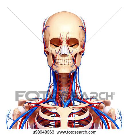 Human cardiovascular system, artwork View Large Illustration Drawing - Human cardiovascular system, artwork. Fotosearch