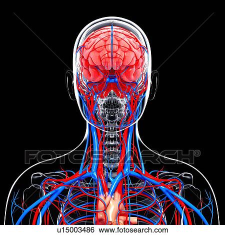 Stock Illustration - Human cardiovascular system, artwork. Fotosearch