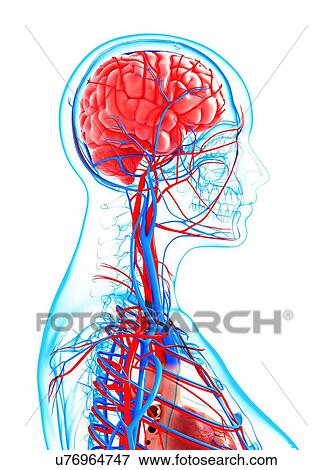 Human cardiovascular system, artwork View Large Illustration Stock Illustration - Human cardiovascular system, artwork. Fotosearch