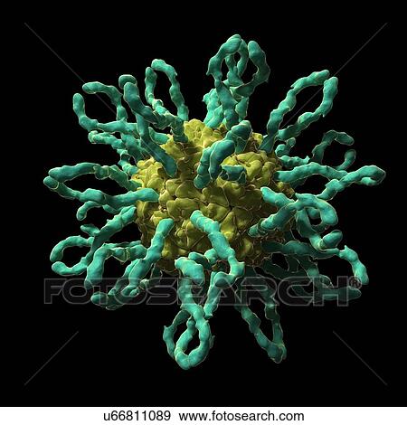 Human coxsackievirus, artwork View Large Illustration Stock Illustration - Human coxsackievirus, artwork. Fotosearch