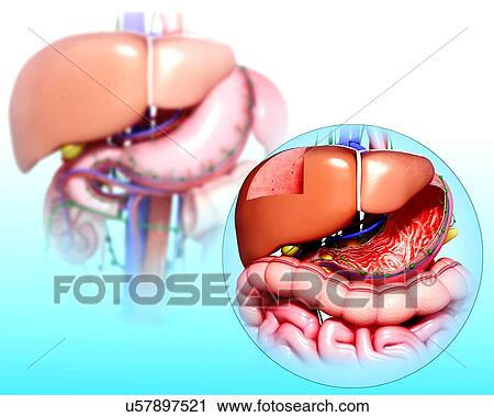 Clip Art - Human digestive system, artwork. Fotosearch
