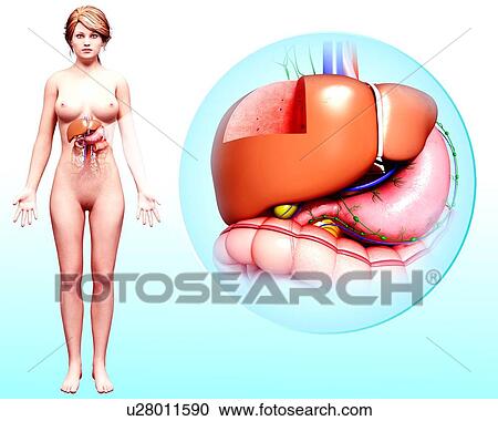 Human digestive system, artwork View Large Illustration Clipart - Human digestive system, artwork. Fotosearch