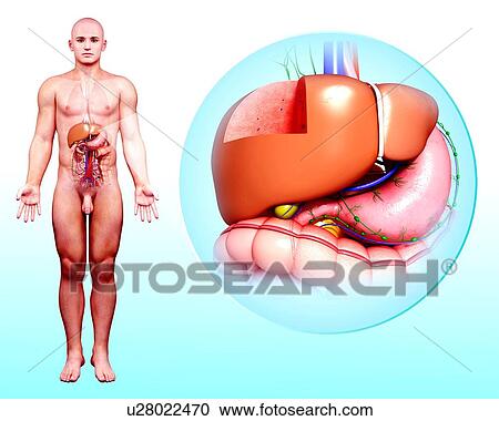 Human digestive system, artwork View Large Illustration Clipart - Human digestive system, artwork. Fotosearch