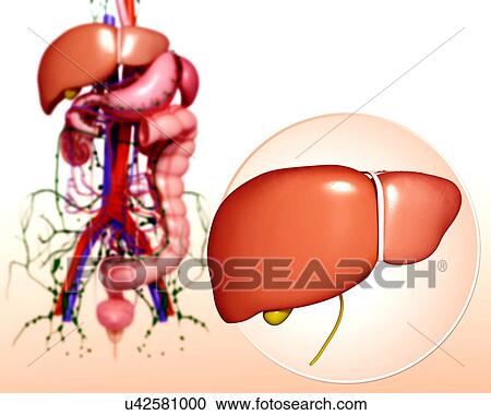 Clipart - Human digestive system, artwork. Fotosearch