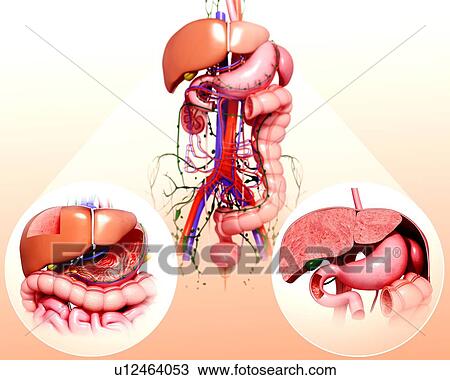 Drawing - Human digestive system, artwork. Fotosearch