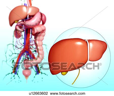 Human digestive system, artwork View Large Illustration Drawing - Human digestive system, artwork. Fotosearch