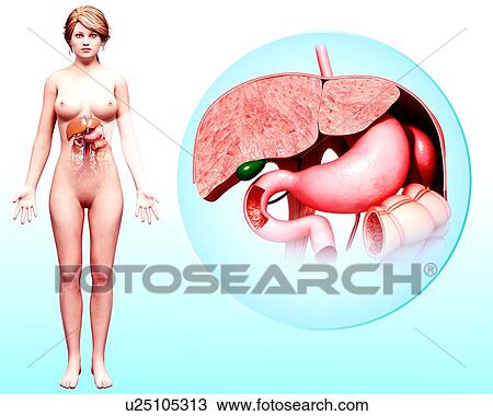 Human digestive system, artwork View Large Illustration Drawing - Human digestive system, artwork. Fotosearch