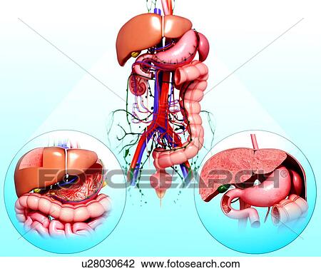 Drawing - Human digestive system, artwork. Fotosearch