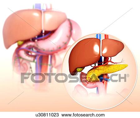 Human digestive system, artwork View Large Illustration Drawing - Human digestive system, artwork. Fotosearch