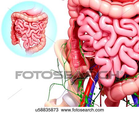 Human digestive system, artwork View Large Illustration Drawing - Human digestive system, artwork. Fotosearch