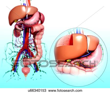 Drawing - Human digestive system, artwork. Fotosearch