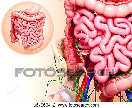 Drawing - Human digestive system, artwork. Fotosearch