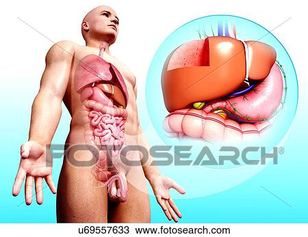 Drawing - Human digestive system, artwork. Fotosearch