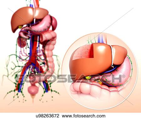 Drawing - Human digestive system, artwork. Fotosearch