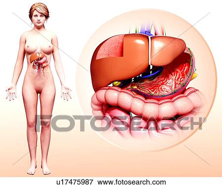 Human digestive system, artwork View Large Illustration Stock Illustration - Human digestive system, artwork. Fotosearch