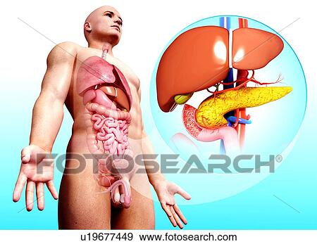 Human digestive system, artwork View Large Illustration Stock Illustration - Human digestive system, artwork. Fotosearch