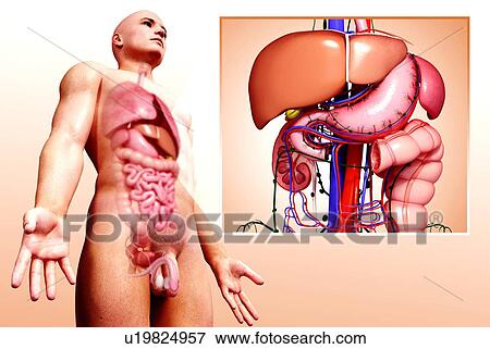 Stock Illustration - Human digestive system, artwork. Fotosearch