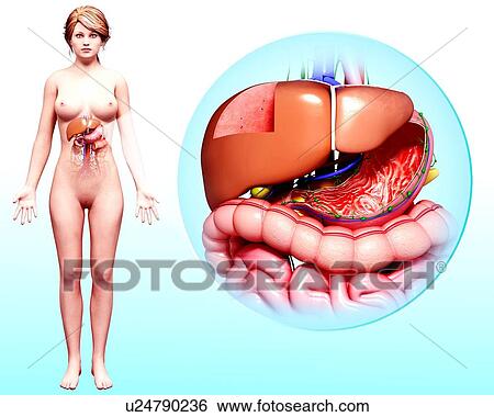 Human digestive system, artwork View Large Illustration Stock Illustration - Human digestive system, artwork. Fotosearch