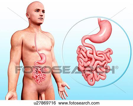 Stock Illustration - Human digestive system, artwork. Fotosearch