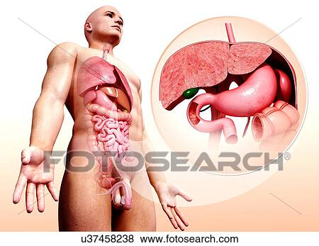 Human digestive system, artwork View Large Illustration Stock Illustration - Human digestive system, artwork. Fotosearch