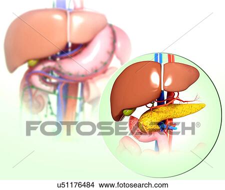 Stock Illustration - Human digestive system, artwork. Fotosearch