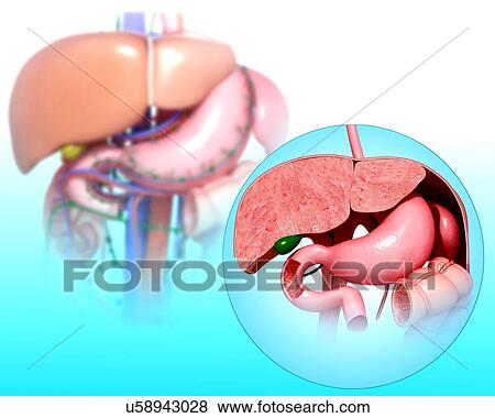 Human digestive system, artwork View Large Illustration Stock Illustration - Human digestive system, artwork. Fotosearch