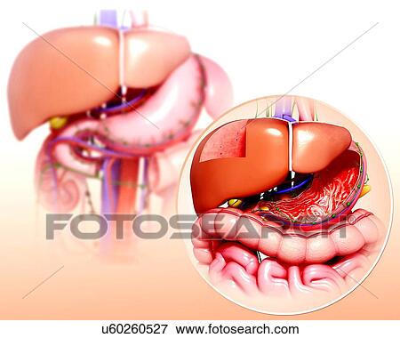 Stock Illustration - Human digestive system, artwork. Fotosearch