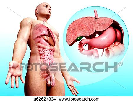 Stock Illustration - Human digestive system, artwork. Fotosearch