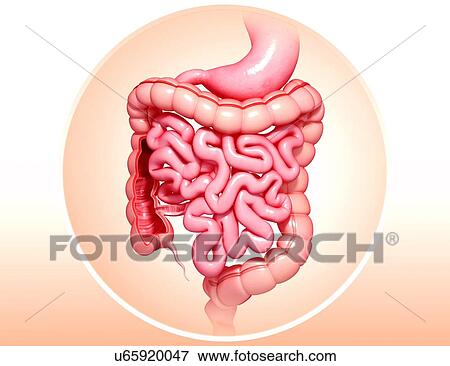 Human digestive system, artwork View Large Illustration Stock Illustration - Human digestive system, artwork. Fotosearch