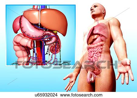 Human digestive system, artwork View Large Illustration Stock Illustration - Human digestive system, artwork. Fotosearch